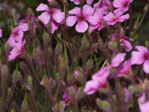 Geranium Maderense - Marzia de il fiore all'Occhiello